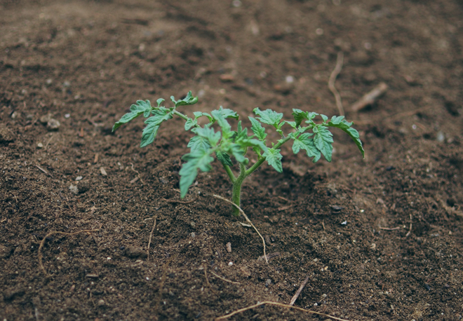 download pruning tomato plants